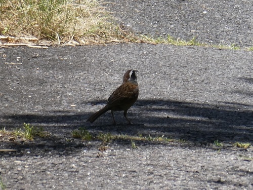 Emberiza cioides ciopsis