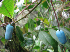 Burmeistera cyclostigmata