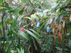 Burmeistera cyclostigmata