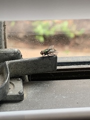 Diptera