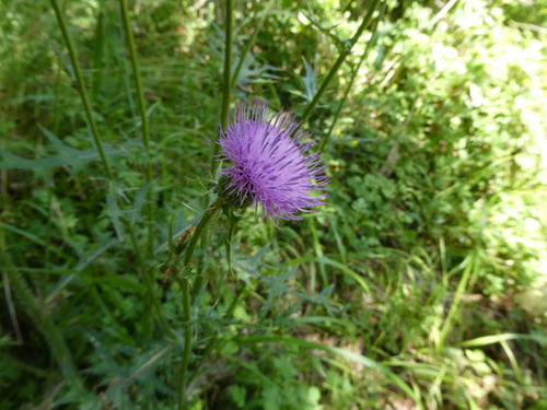 Japanese thistle
