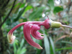 Burmeistera cyclostigmata