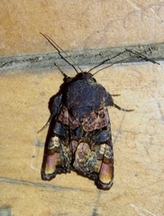 Euplexia triplaga