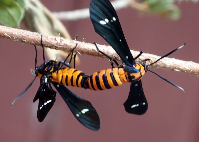 Yellow-banded Wasp Moth