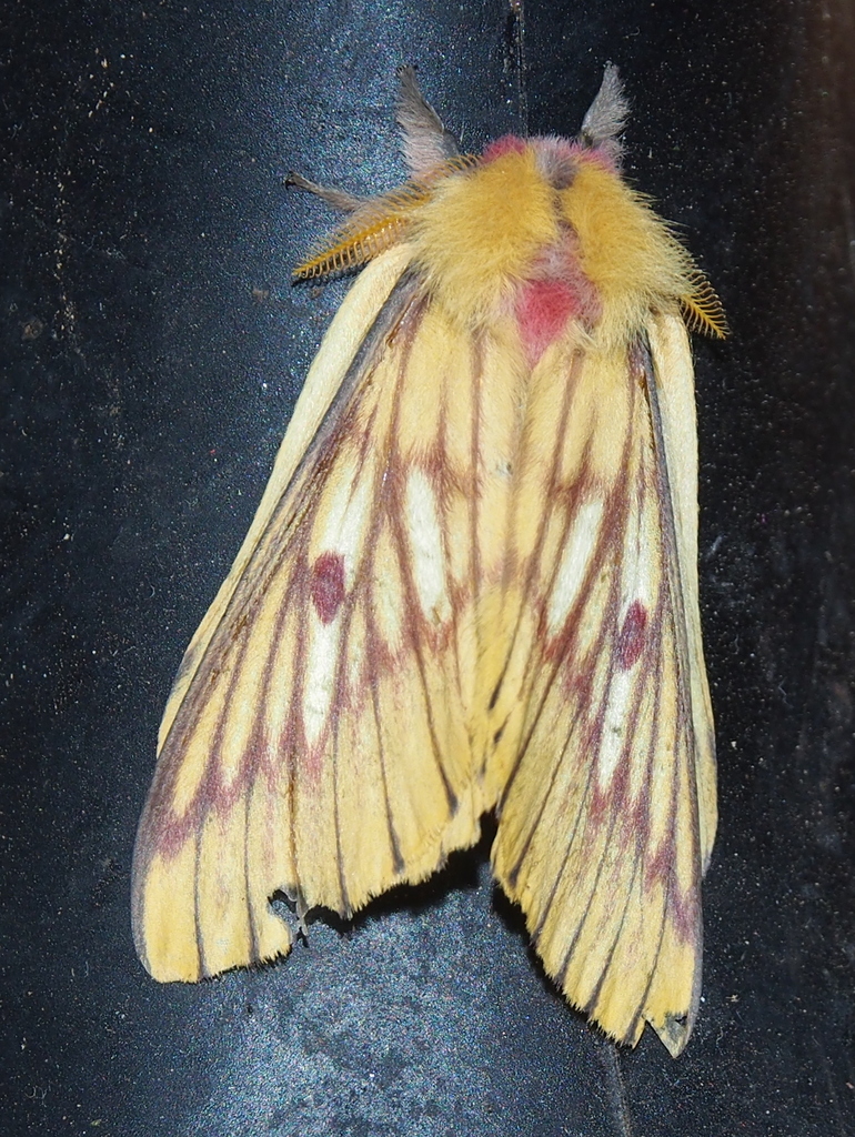 Xanthodirphia amarilla