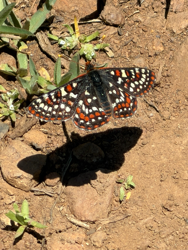 iNaturalist observation photo of Edith's Checkerspot