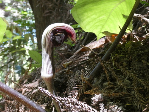 Japanese cobra lily