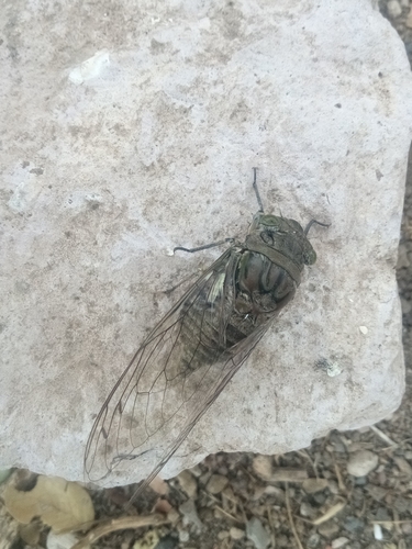Giant Cicada
