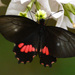 Parides neophilus olivencius - Photo (c) Steve King, some rights reserved (CC BY-NC), uploaded by Steve King