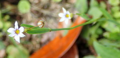 Sisyrinchium albidum