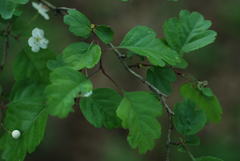 Crataegus × media