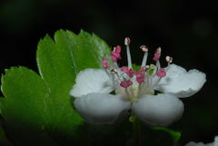 Crataegus × media