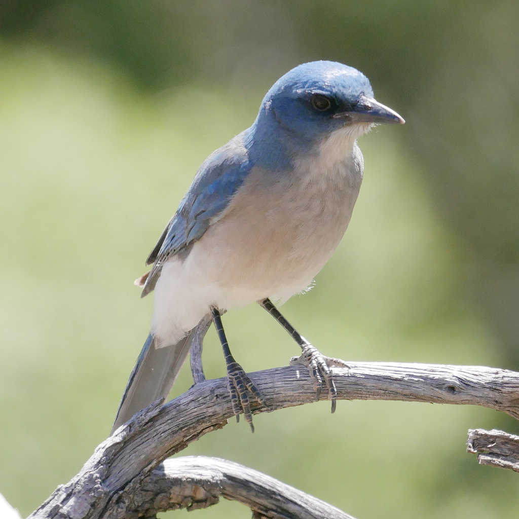 Mexican Jay
