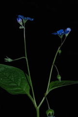 Omphalodes verna