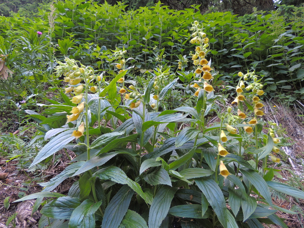 Digitalis grandiflora, Brașov, Rumänien