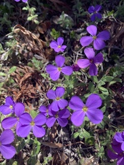 Aubrieta deltoidea