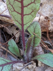 Hieracium venosum
