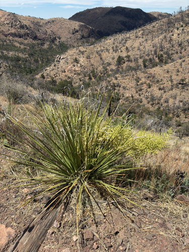 Foothill Beargrass