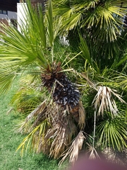 Chamaerops humilis