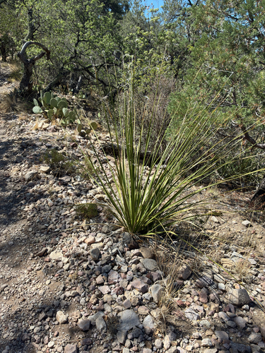 Foothill Beargrass