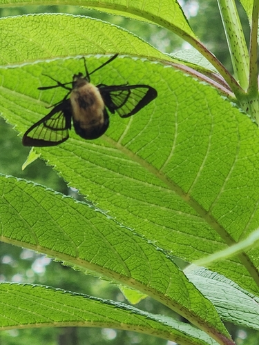 Snowberry Clearwing