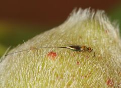 Sycoscapter cornutus