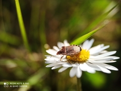Dyroderes umbraculatus