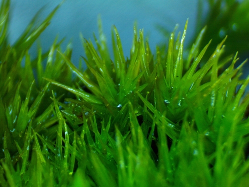 Dicranum condensatum observed 2026-05-16