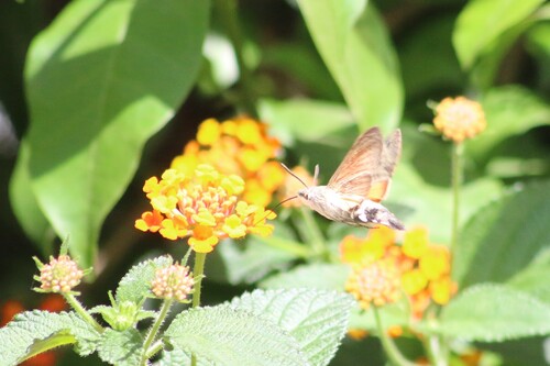 Eurasian Hummingbird Hawkmoth
