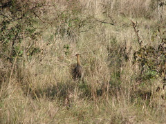 Rhynchotus rufescens