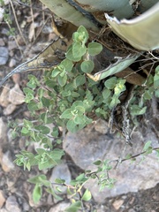Jefea brevifolia, photograph (c) Bao Pham, some rights reserved (CC BY)