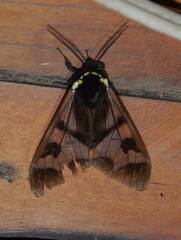 Dysschema leucophaea