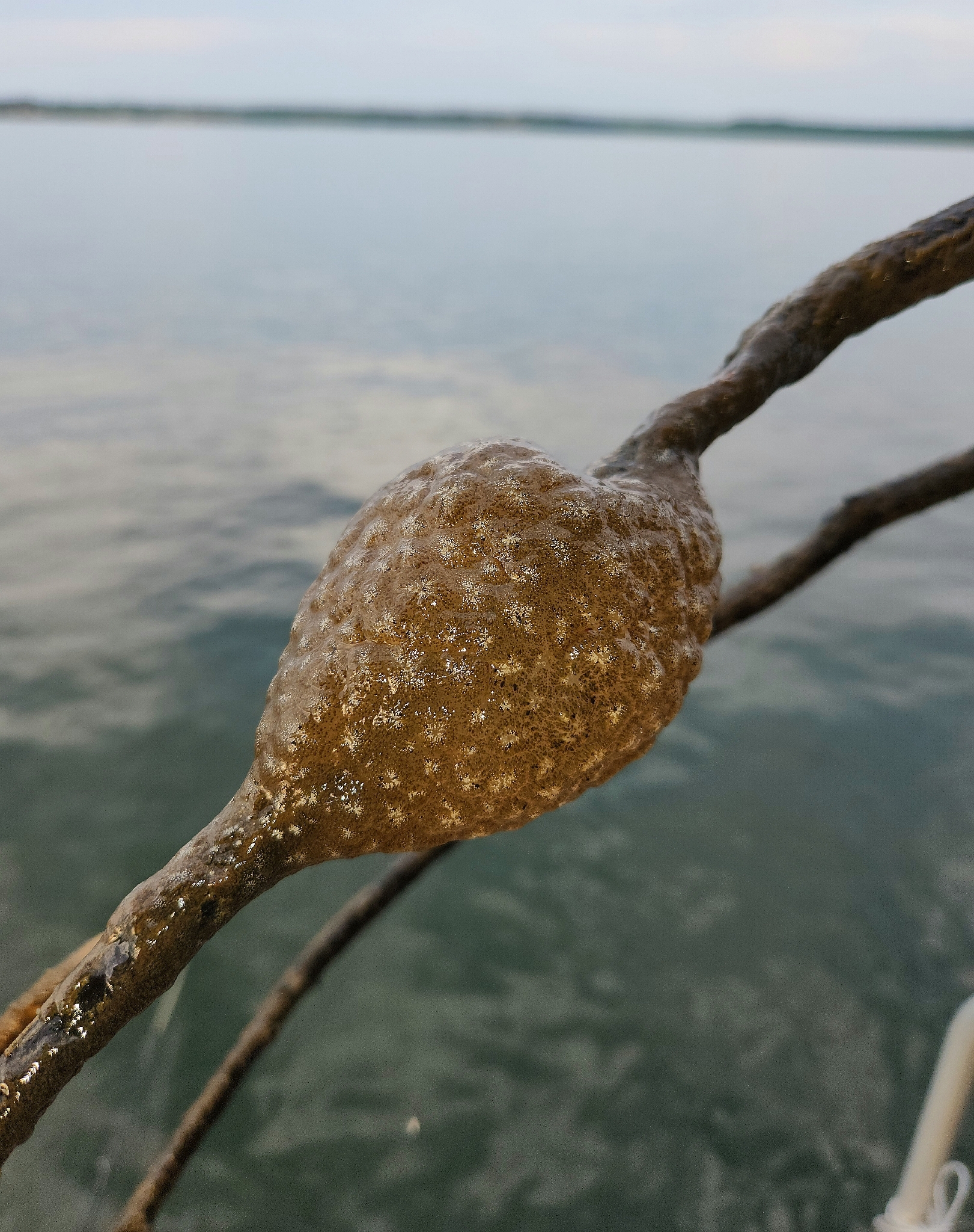 Pectinatella magnifica (Leidy, 1851)