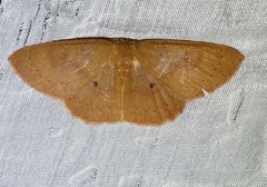 Cosymbiini