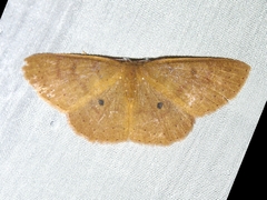 Cosymbiini