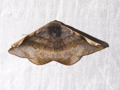 Image of Hygrochroma olivinaria