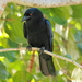 Corvus leucognaphalus - Photo (c) ZankaM, osa oikeuksista pidätetään (CC BY-SA)