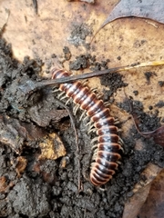 Semionellus placidus