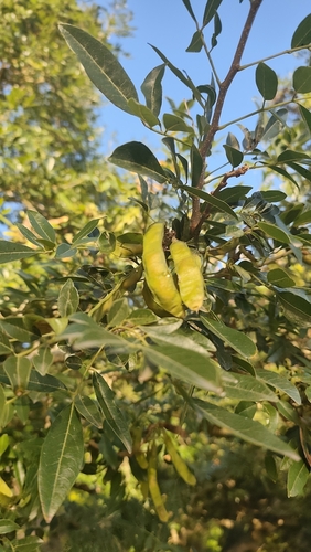 Lonchocarpus nitidus
