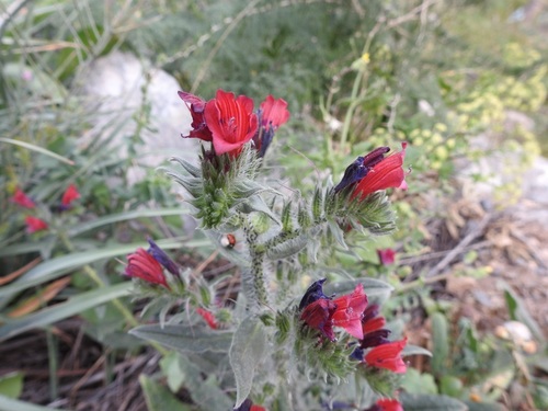 Echium creticum subsp. creticum image