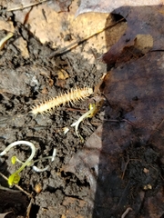 Semionellus placidus