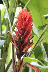 author not stated, no rights reserved Musa coccinea, photograph author not stated, no rights reserved