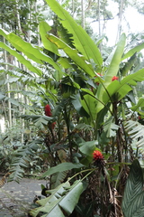 author not stated, no rights reserved Musa coccinea, photograph author not stated, no rights reserved