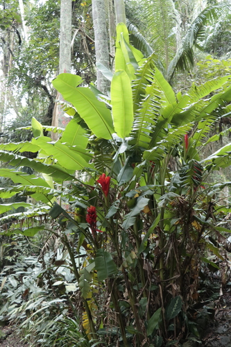 Musa coccinea, photograph 3
