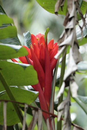 Musa coccinea, photograph 4