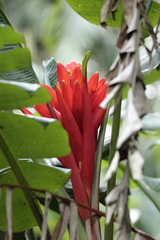 author not stated, no rights reserved Musa coccinea, photograph author not stated, no rights reserved