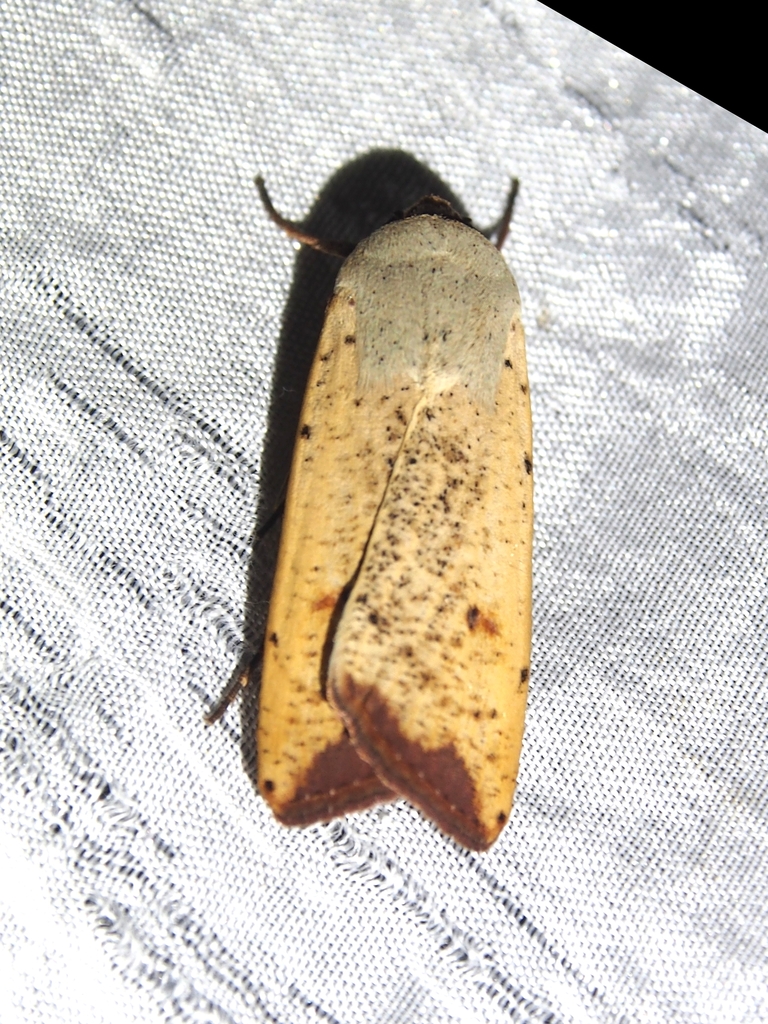 Anicla ignicans