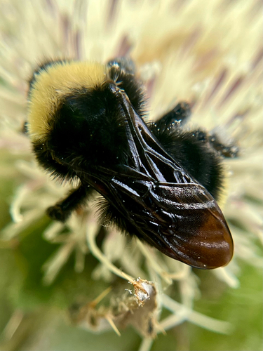 iNaturalist observation photo of California Bumble Bee