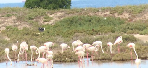 Greater Flamingo
