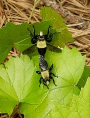Laphria flavicollis